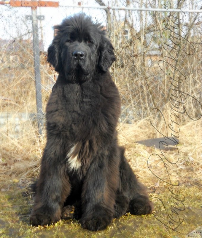 Фото: ньюфаундленд YUvelirika Magiya Roskoshi (Ювелирика Магия Роскоши)