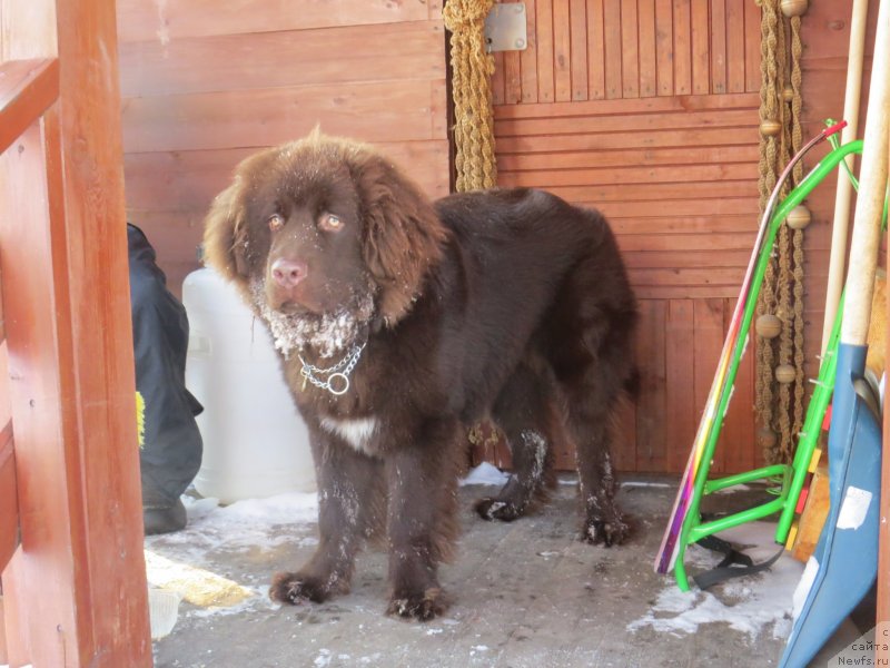 Фото: ньюфаундленд Parfyon (Парфён)