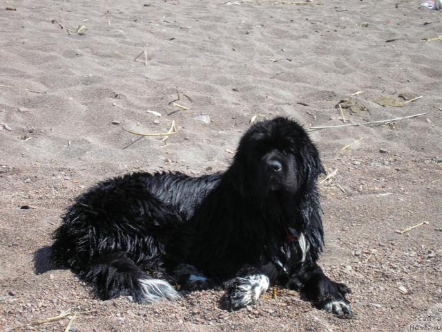 Фото: ньюфаундленд Robertino Roskoshny Malchishka Otargo Ayutka (Робертино Раскошный Мальчишка Отарго Аютка)