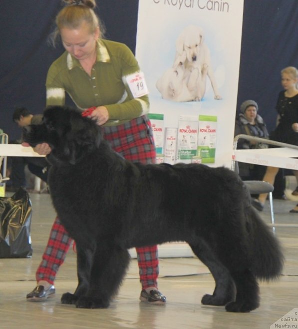 Фото: ньюфаундленд Akvatoriya Kelvin SHamoni (Акватория Келвин Шамони)