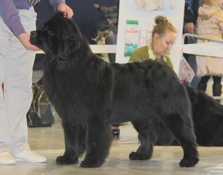 Фото: ньюфаундленд Aquatoriya Kelvin Sharliz (Акватория Келвин Шарлиз)