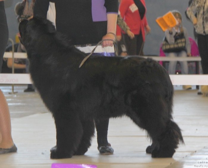 Фото: ньюфаундленд N'yufort Carica Nochi (Ньюфорт Царица Ночи)