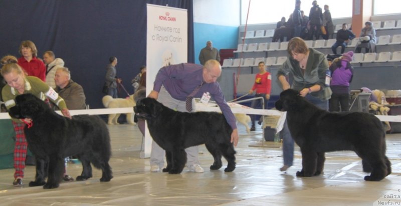 Фото: ньюфаундленд Aquatoriya Kelvin Sharliz (Акватория Келвин Шарлиз), ньюфаундленд Akvatoriya Kelvin SHamoni (Акватория Келвин Шамони), ньюфаундленд Aquatoriya Kelvin Schedrost Fortuny (Акватория Келвин Щедрость Фортуны)