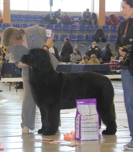 Фото: ньюфаундленд Obush SHed Veniti Fyear (Обуш Шед Венити Фэар)