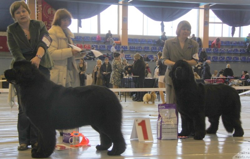 Фото: ньюфаундленд Aquatoriya Kelvin Schedrost Fortuny (Акватория Келвин Щедрость Фортуны)