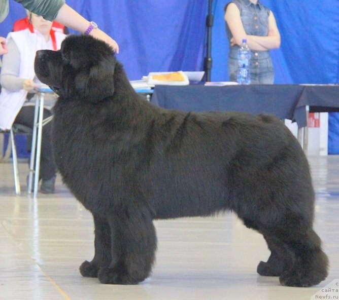 Фото: ньюфаундленд Aquatoriya Kelvin From Siberia at Cayuga (Акватория Келвин Фром Сибириа эт Каюга)