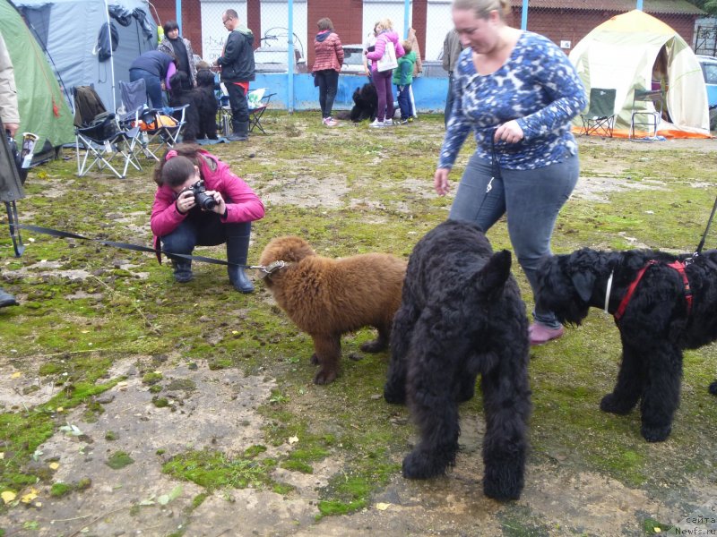 Фото: ньюфаундленд Parfyon (Парфён)