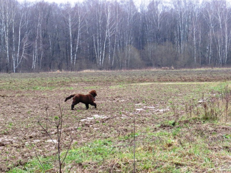 Фото: ньюфаундленд Parfyon (Парфён)