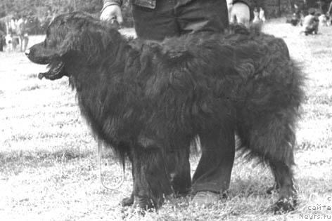 Фото: ньюфаундленд Kyebar Mart (Кэбар Март)