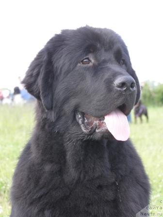 Фото: ньюфаундленд Drive Me Crazy of Apachee's Home