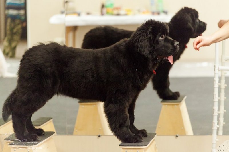 Фото: ньюфаундленд Vivienne Westwood Dinastiya Soverchenstva (Vivienne Westwood Dinastiya Soverchenstva)