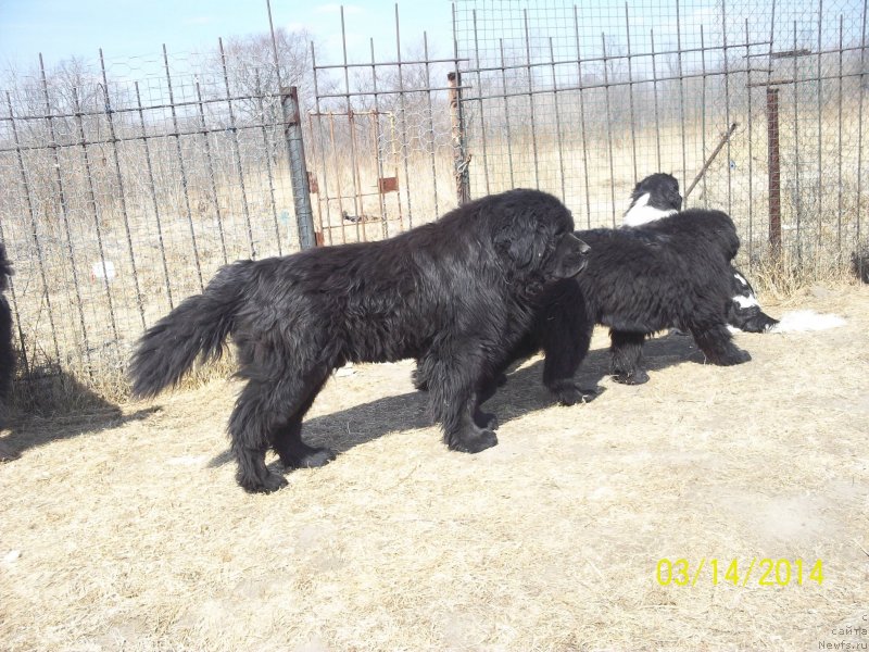 Фото: ньюфаундленд Viski Red Label Veps (Виски Ред Лейбл Вепс), ньюфаундленд Super Premium Nao Del Trato (Супер Премиум Нао Дел Трато)