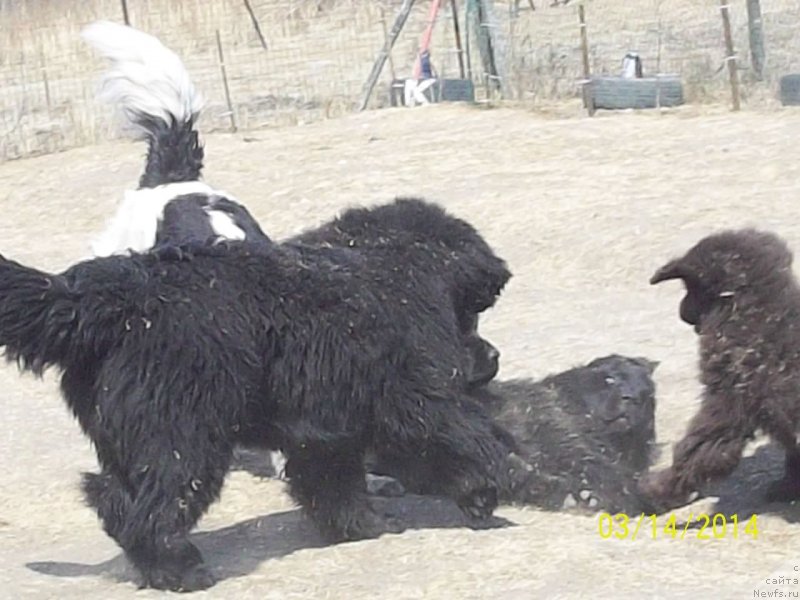 Фото: ньюфаундленд Super Premium Nao Del Trato (Супер Премиум Нао Дел Трато), ньюфаундленд Super Premium Nemessis (Супер Премиум Немессис), ньюфаундленд Super Premium Litoniel Vallaninor (Супер Премиум Литониэль Валланинор), ньюфаундленд N'yufort YU'Severino (Ньюфорт Ю'Северино)