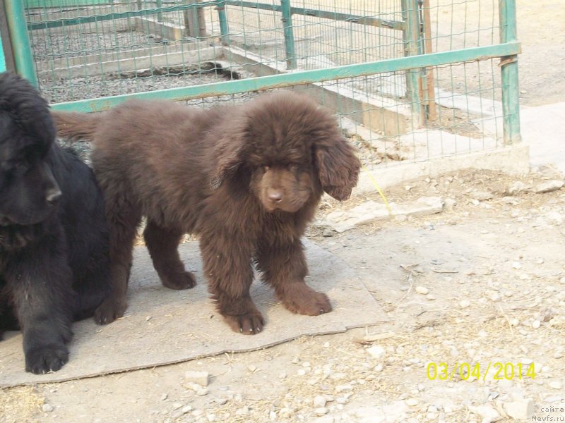 Фото: ньюфаундленд N'yufort YU'Severino (Ньюфорт Ю'Северино)