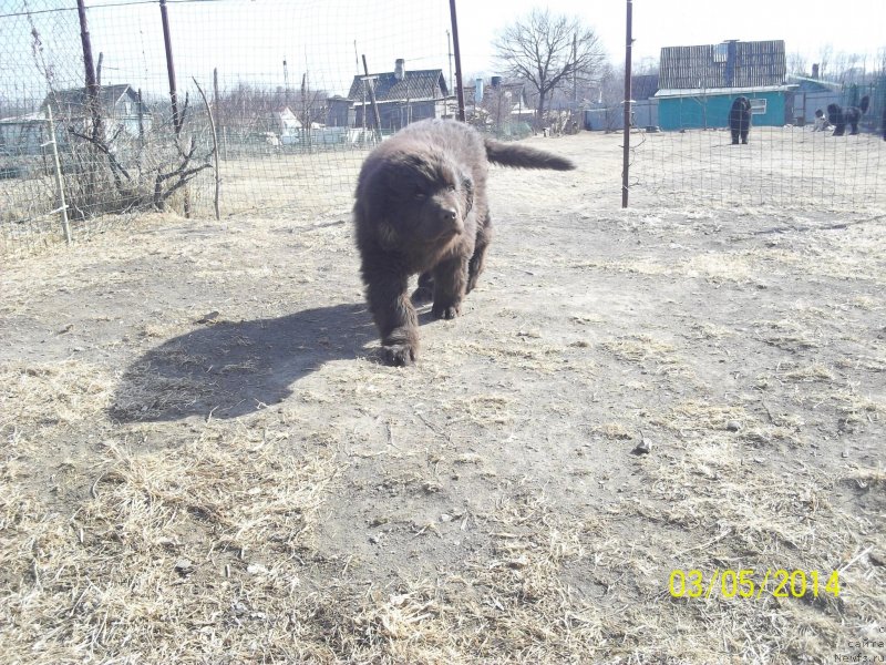 Фото: ньюфаундленд N'yufort YU'Severino (Ньюфорт Ю'Северино)