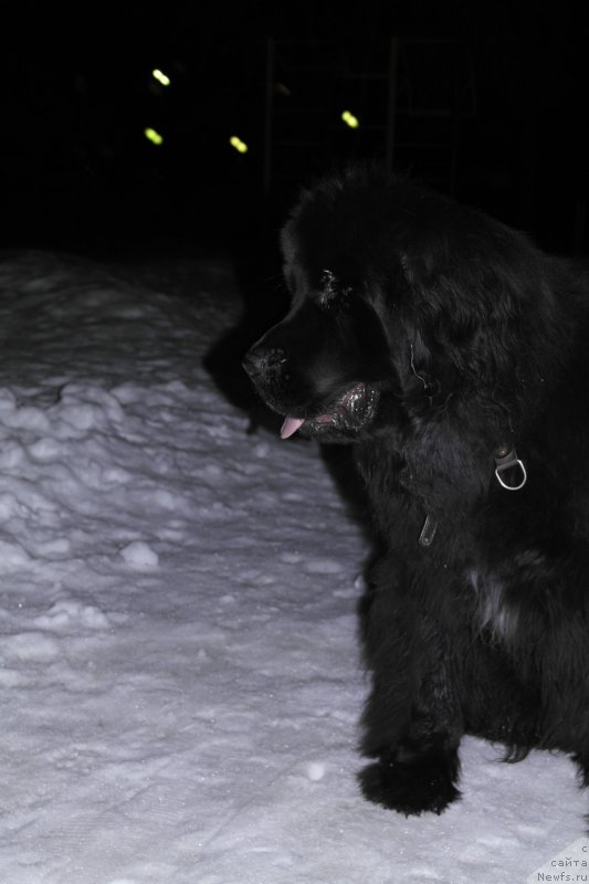 Фото: ньюфаундленд N'yufort Hold Mi Klouz (Ньюфорт Холд Ми Клоуз)