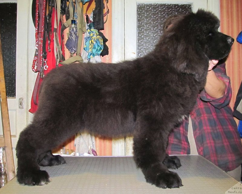 Фото: ньюфаундленд Smigar Тwin Peaks (Смигар Твин Пикс)