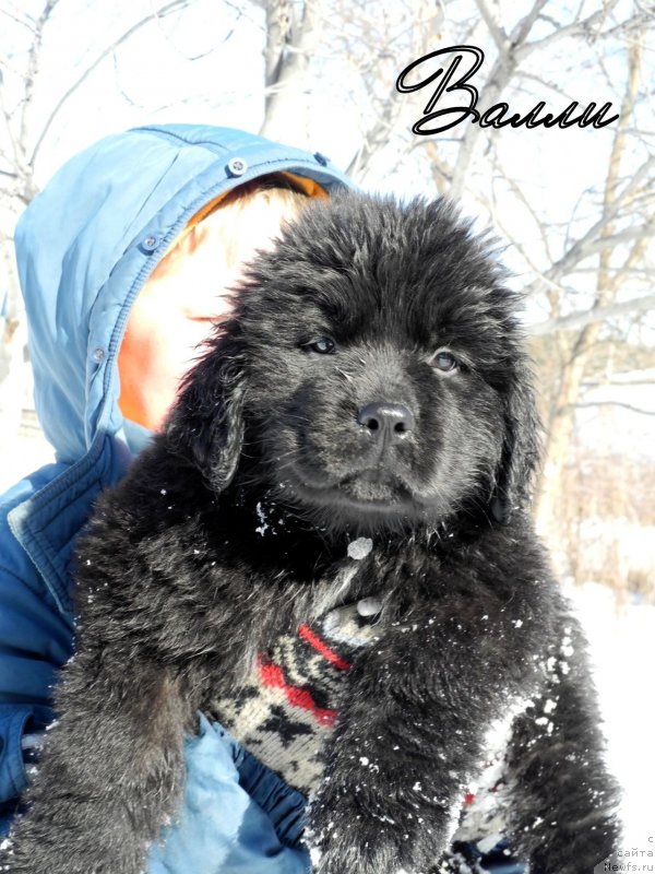 Фотография № 149148