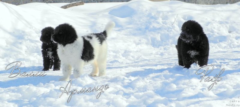 Фото: ньюфаундленд Vargas de la Massa Armando (Варгас Де Ла Масса Армандо), ньюфаундленд Votan YElias Abbet (Вотан Элиас Аббет), ньюфаундленд Valle Andjelo De Laska (Валле Анджело Де Ласка)