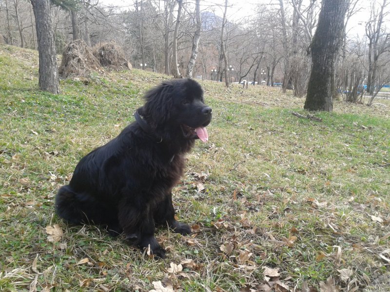 Фото: ньюфаундленд Jozefina (Жозефина)