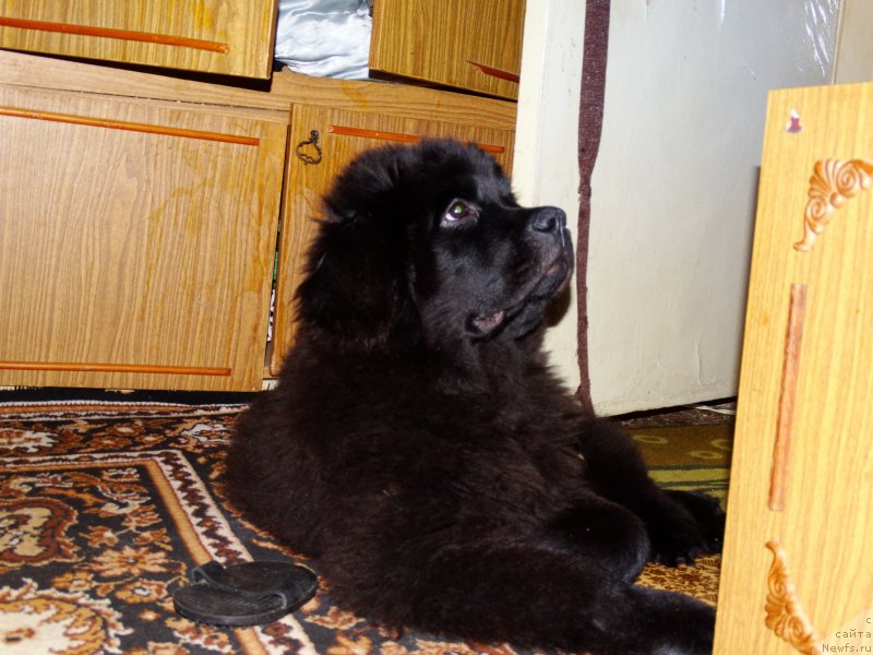 Фото: ньюфаундленд Jozefina (Жозефина)