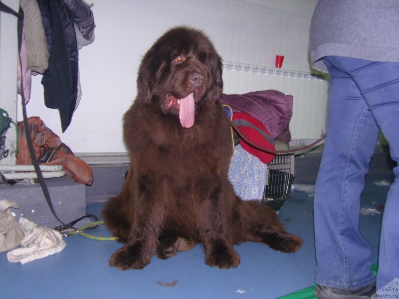 Фото: ньюфаундленд Angelo Orso Allmira Afrodita (Анджело Орсо Альмира Афродита)