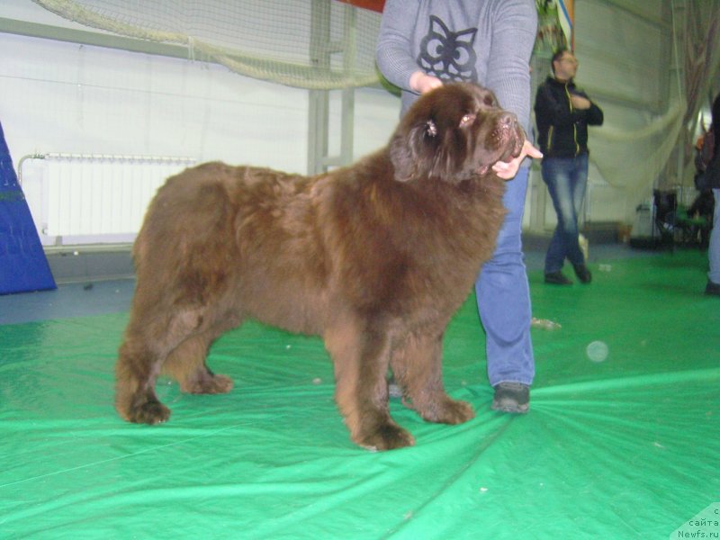 Фото: ньюфаундленд Angelo Orso Allmira Afrodita (Анджело Орсо Альмира Афродита)