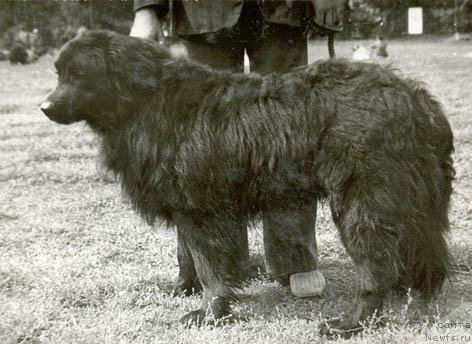 Фото: ньюфаундленд Kyebar Mars (Кэбар Марс)