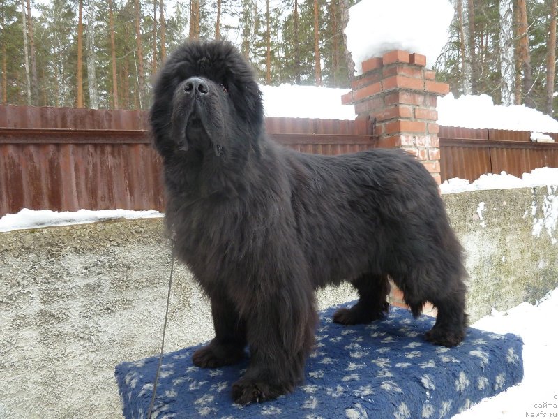 Фото: ньюфаундленд Super Premium Demi Mur (Супер Премиум Деми Мур)