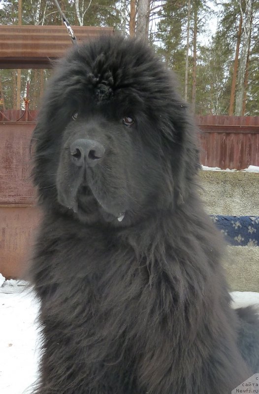 Фото: ньюфаундленд Super Premium Demi Mur (Супер Премиум Деми Мур)