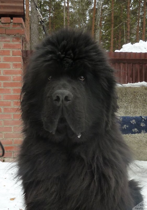 Фото: ньюфаундленд Super Premium Demi Mur (Супер Премиум Деми Мур)