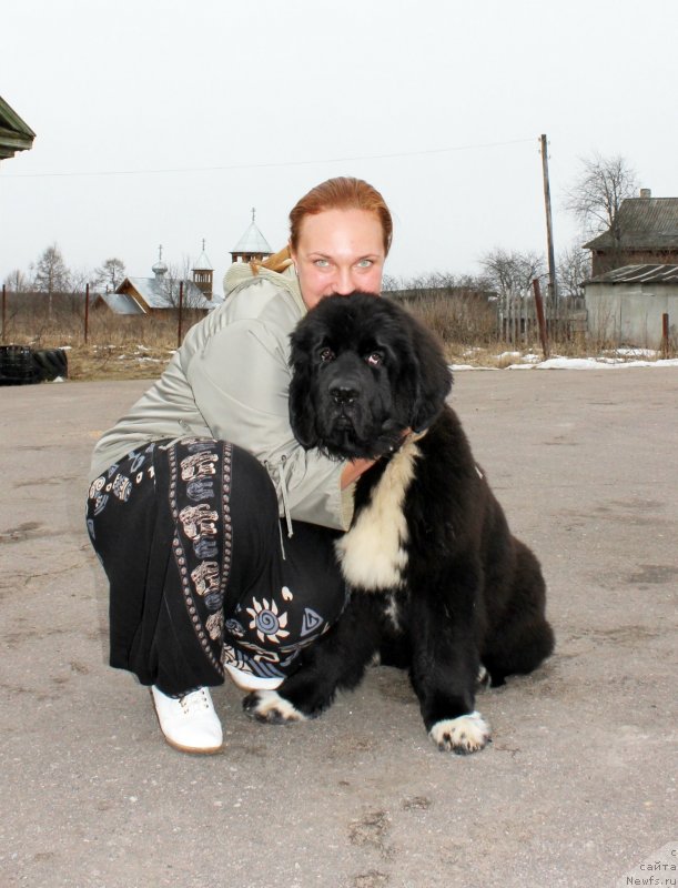Фото: ньюфаундленд Dar Svezyi Milk on Pavs (Дар Свезы Милк он Павс)