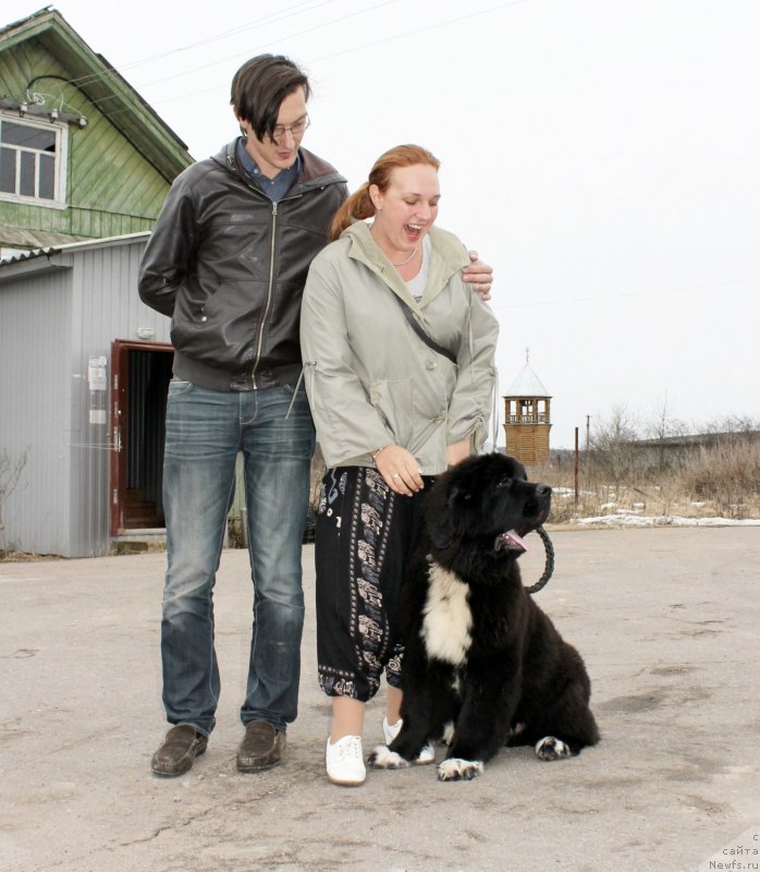 Фото: ньюфаундленд Dar Svezyi Milk on Pavs (Дар Свезы Милк он Павс)