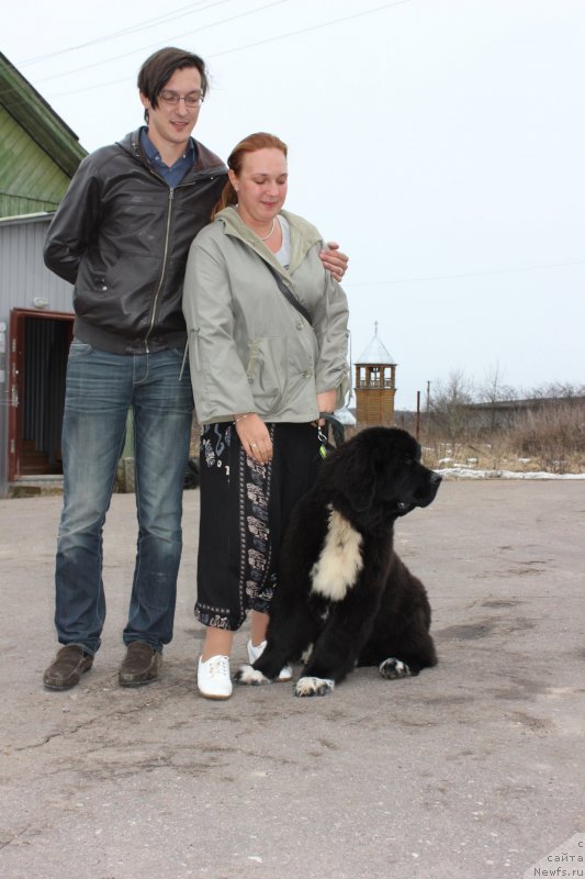 Фото: ньюфаундленд Dar Svezyi Milk on Pavs (Дар Свезы Милк он Павс)