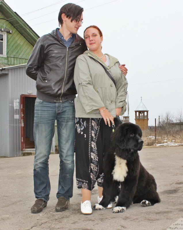 Фото: ньюфаундленд Dar Svezyi Milk on Pavs (Дар Свезы Милк он Павс)