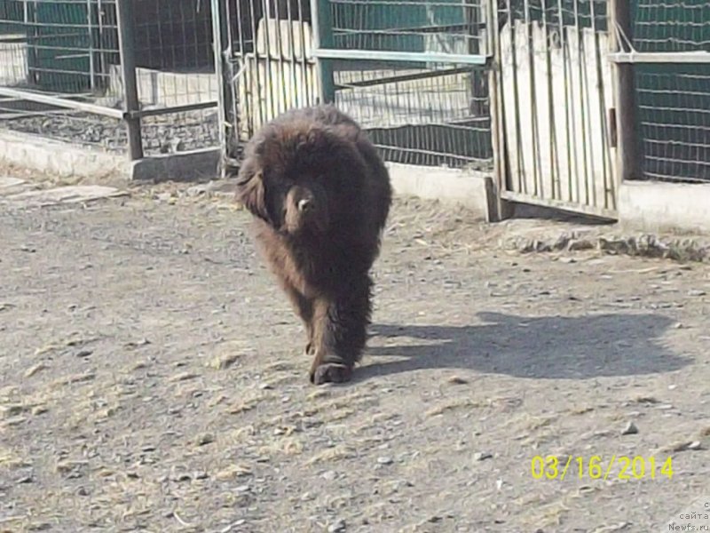 Фото: ньюфаундленд N'yufort YU'Severino (Ньюфорт Ю'Северино)
