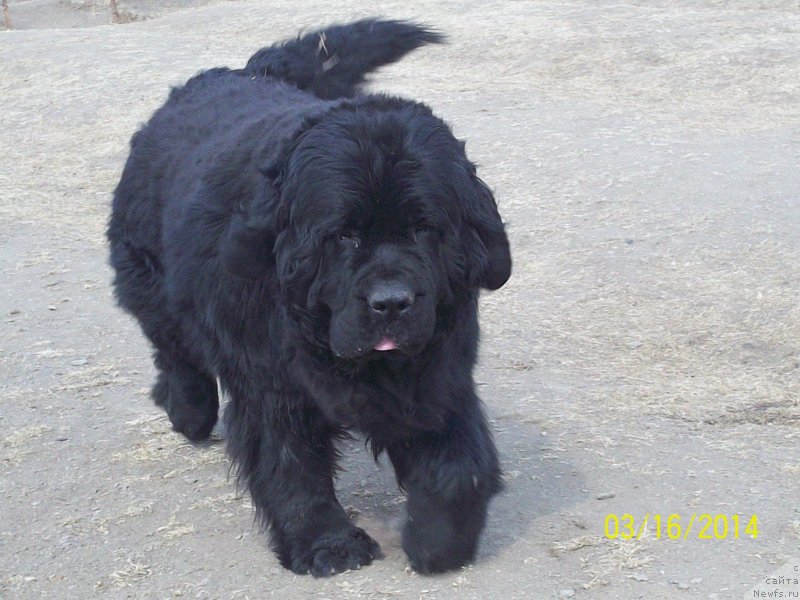 Фото: ньюфаундленд Vito Kacho Ferl (Вито Качо Ферл)