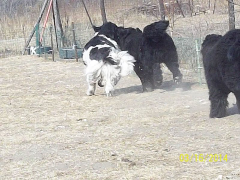 Фото: ньюфаундленд Super Premium Litoniel Vallaninor (Супер Премиум Литониэль Валланинор), ньюфаундленд Super Premium Nao Del Trato (Супер Премиум Нао Дел Трато)