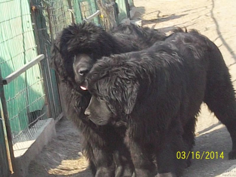 Фото: ньюфаундленд Super Premium Nao Del Trato (Супер Премиум Нао Дел Трато), ньюфаундленд Super Premium Nemessis (Супер Премиум Немессис)