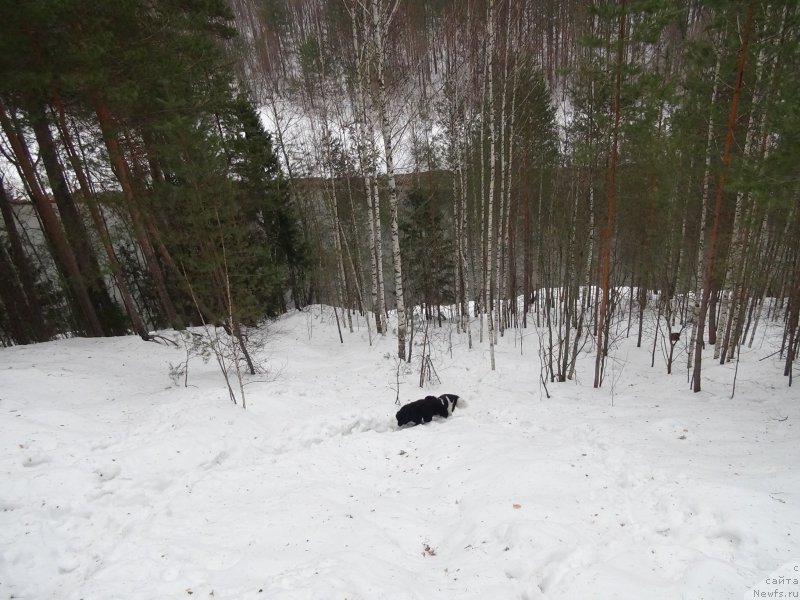 Фото: ньюфаундленд Akin Soul Sofiya (Акин Соул София), ньюфаундленд CHernyiy SHarm Vellington (Черный Шарм Веллингтон)