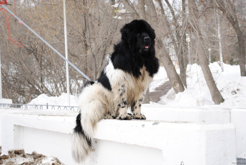 Фото: ньюфаундленд Plushevaya Panda Ferrero Rond Noir (Плюшевая Панда Ферреро Ронд Нуар)