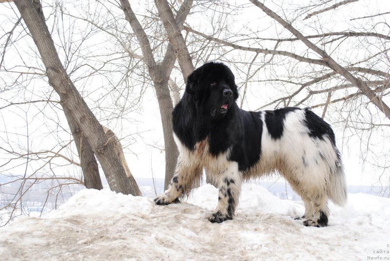 Фото: ньюфаундленд Plushevaya Panda Ferrero Rond Noir (Плюшевая Панда Ферреро Ронд Нуар)