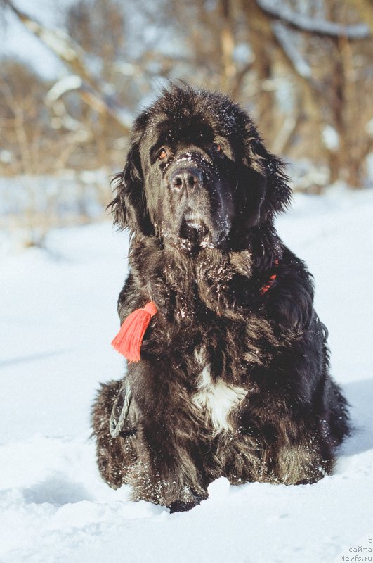 Фото: ньюфаундленд Leslley-Sia Flover (Лесли-Сиа Фловер)