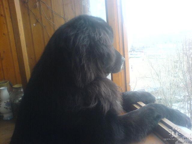 Фото: Svetlana Okuneva (Светлана Окунева), ньюфаундленд SHarmel' iz Unikal'noy Kollekcii (Шармель из Уникальной Коллекции)