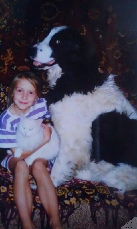 Фото: Сука Герма, ньюфаундленд Bel Tagor (Бел Тагор), мать Гера-Мартинс