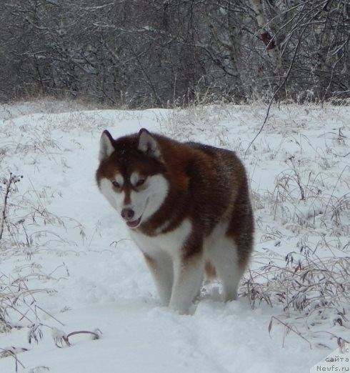 Фотография № 149278