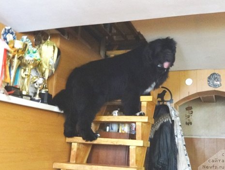 Фото: ньюфаундленд Promise To Love Midnight Bear (Promise To Love Midnight Bear)