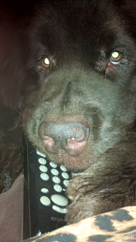 Фото: ньюфаундленд Fann'yuf Jelannaya Madmuazel' SHante Blyuz (Фанньюф Желанная Мадмуазель Шанте Блюз)