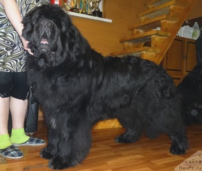 Фото: ньюфаундленд King of Helluland I'm Precious