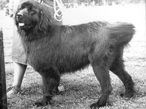 Фото: ньюфаундленд Samur (Самур)